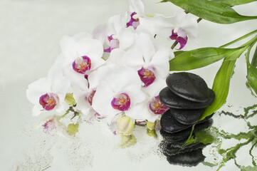 spa Background - orchids black stones and bamboo on water