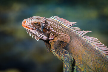 Iguana