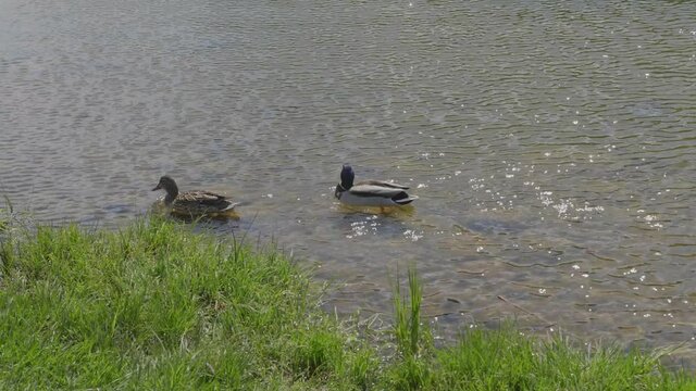 Ducks on walk floating in the pond water. UltraHD stock footage.