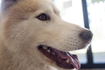 Fototapeta premium dog 