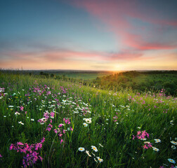 Panele Szklane Podświetlane  Kwiaty na polu górskim podczas wschodu słońca. Piękny naturalny krajobraz w okresie letnim