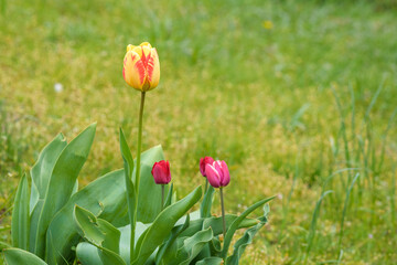 tulips. fresh tulips. beautiful red yellow tulip flower in the garden