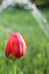 colorful tulip flower close up and rain drops, rain falling on tulip flower.