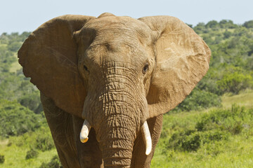 Fototapeta na wymiar Portrait of an african elephant