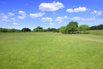 Summer landscape of grass and trees. Background for design visualization project. 