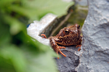 Frosch im Springbrunnen im Garten.