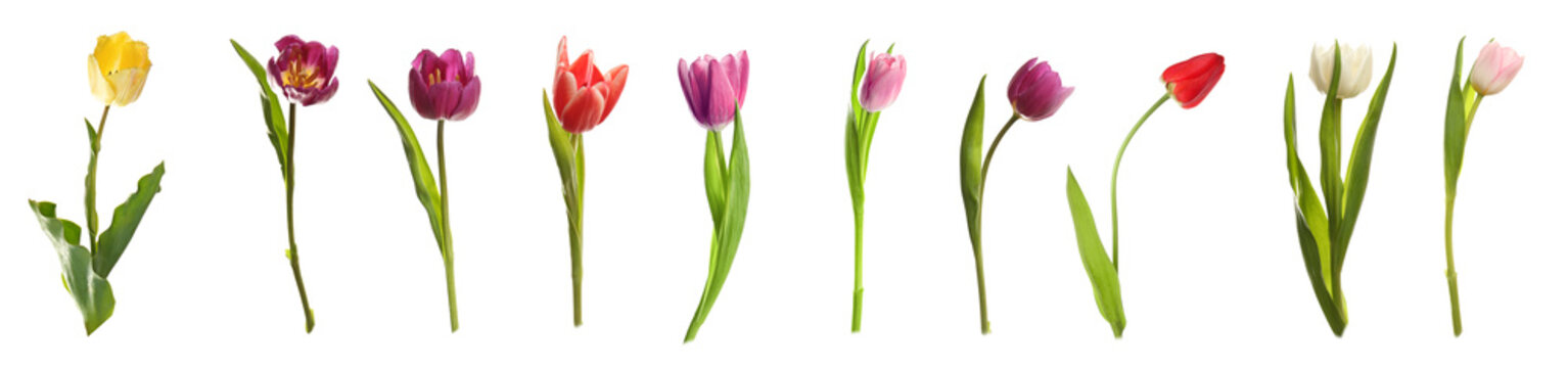 Different kinds of tulips on white background