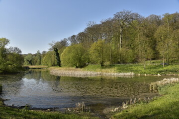 Fototapeta na wymiar Le petit étang de Lange Gracht et sa végétation sauvage qui l'entoure à la forêt de Soignes à Auderghem