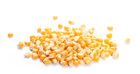 yellow grain corn isolated on white background, for popcorn