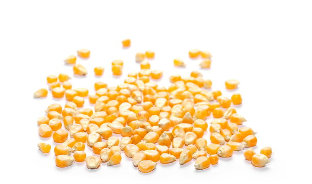 yellow grain corn isolated on white background, for popcorn
