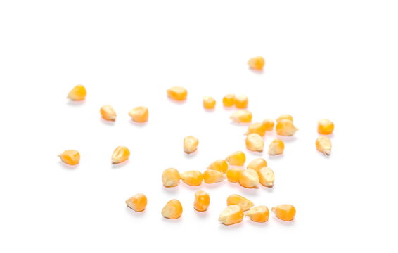 yellow grain corn isolated on white background, for popcorn