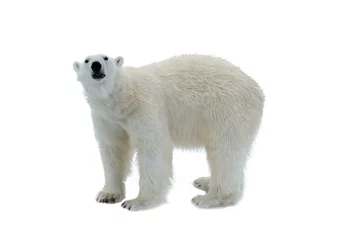 Crédence de cuisine en verre imprimé Ours polaire Ours polaire isolé sur blanc