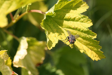 fly on leaf