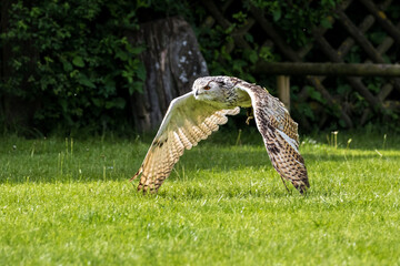 Uhu - Bubo bubo