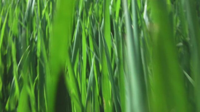 camera fly through green fresh grass, slow motion