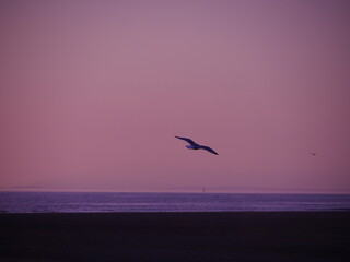 Bird flying across a nice purple evening sky