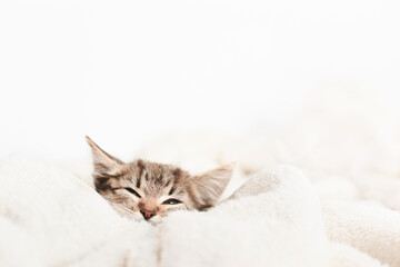 Cute little kitten sleeps on fur white blanket