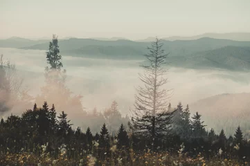 Afwasbaar Fotobehang Mistig bos Forest hills of the Carpathian mountains, utensils fog.