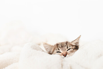 Fototapeta na wymiar Cute little kitten sleeps on fur white blanket