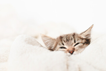 Cute little kitten sleeps on fur white blanket