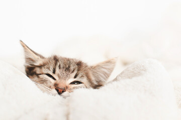 Cute little kitten sleeps on fur white blanket