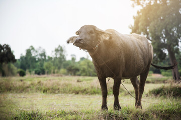 Thai buffalo at rice field with copy space.
