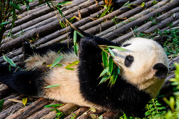 Naklejka na ściany i meble Pandas enjoying their bamboo breakfast in Chengdu Research Base, China