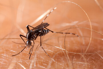 Dengue, zika and chikungunya fever mosquito (aedes aegypti) on human skin