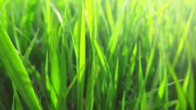 Morning grass, slow motion