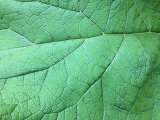 plant, organic, texture, natural, green, pattern, foliage, leaf, background, closeup, design, spring, grass, green leaf, nature, tree, light, fresh, tiny, bright, small, artificial, summer, park, outd