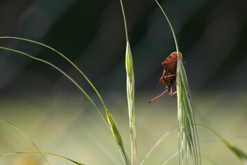 true bug on grass