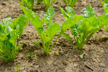 Salat wächst in der Natur auf dem Acker