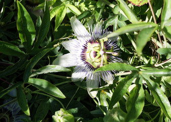 passion flower