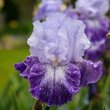 Closeup of flower bearded iris "Splashacata" in garden.