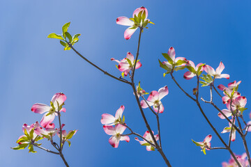 New pink dogwood blossoms reach toward the springtime sun.