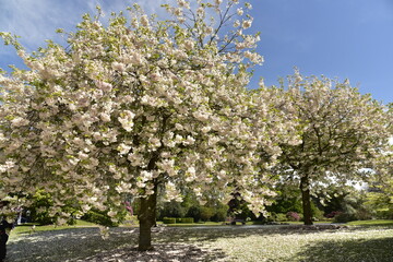 Les cerisiers du Japon en fleur au Parc Royal de Laeken à Bruxelles