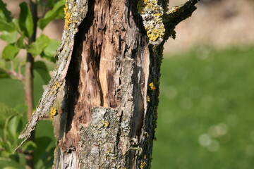 tree bark with lichen