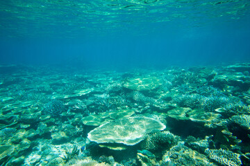 A turtle sitting at corals under water surface