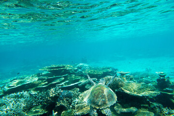 A turtle sitting at corals under water surface