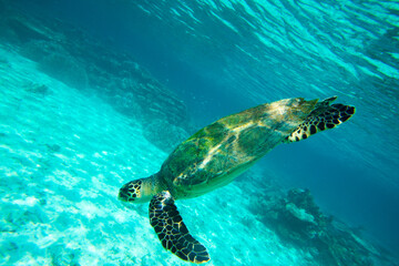 Fototapeta premium A turtle sitting at corals under water surface