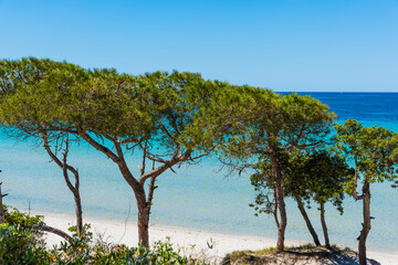 Fototapeta na wymiar Pine trees in Maria Pia beach