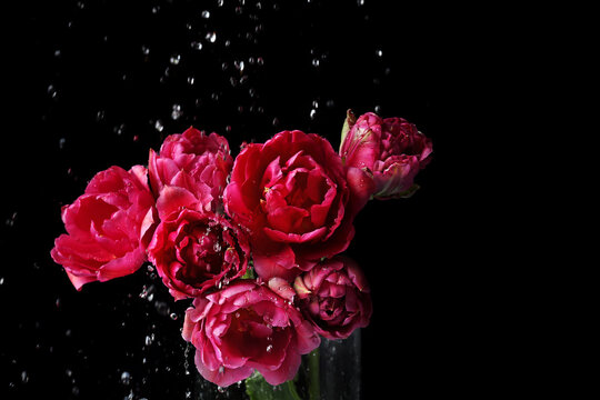 Fototapeta Beautiful tulip flowers and dripping water on black background