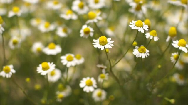 Flowering chamomile - Close up
Camomile flower sways blown by breeze on a sunny day.
Selective focus on the bloom, shadow depth of field.
Concept of nature. 