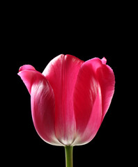 Beautiful tulip flower on black background, closeup