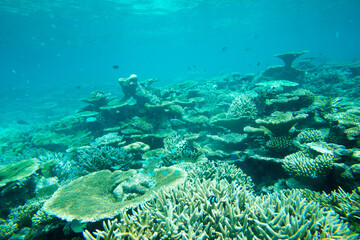 Underwater world landscape