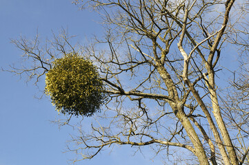 boule de feuille dans l'arbre