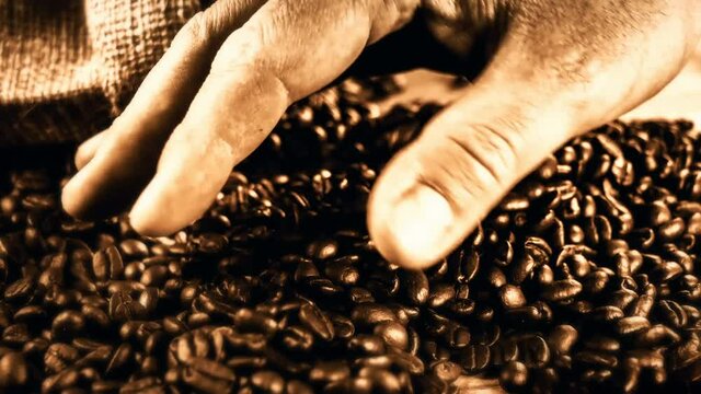 Barista selecting roasted coffee beans, 4k