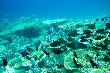 Fototapeta premium Underwater world landscape