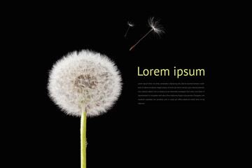 Macro dandelion with seed on black background. Design copyspace