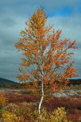 Yellowed birch on a background of cloudy sky. Polar Urals. Russia.